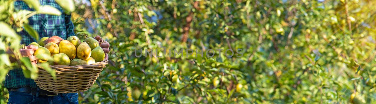 Pear harvest in the garden. Selective focus. Food.