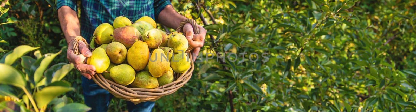 Pear harvest in the garden. Selective focus. by yanadjana