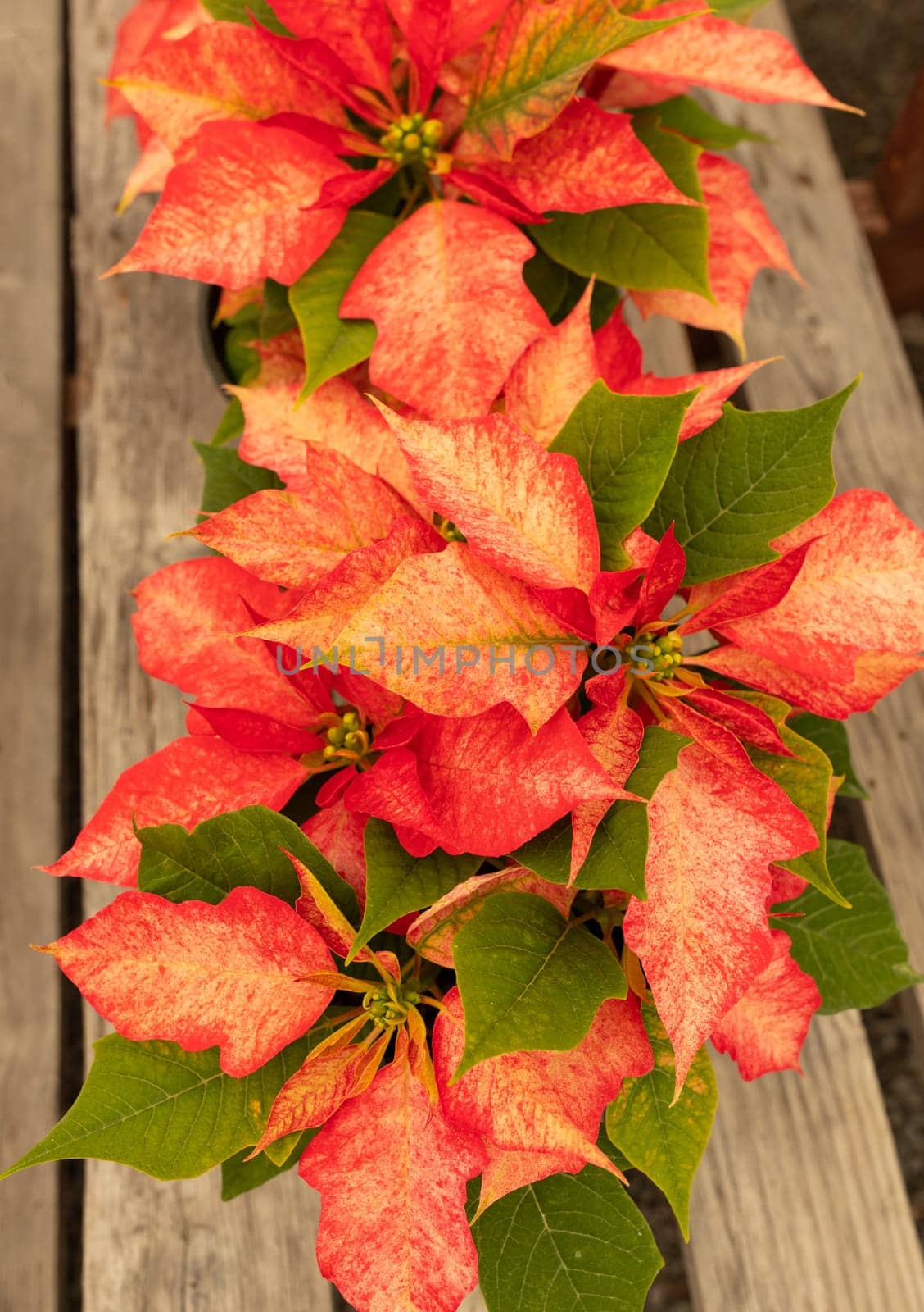 Potted Poinsettia Early Monet Twilight. Christmas Flower. Beautiful Euphorbia Pulcherrima, Top View, Vertical Plane. Plant Flower with Dark Green Foliage. Flora, Botany, Gardening