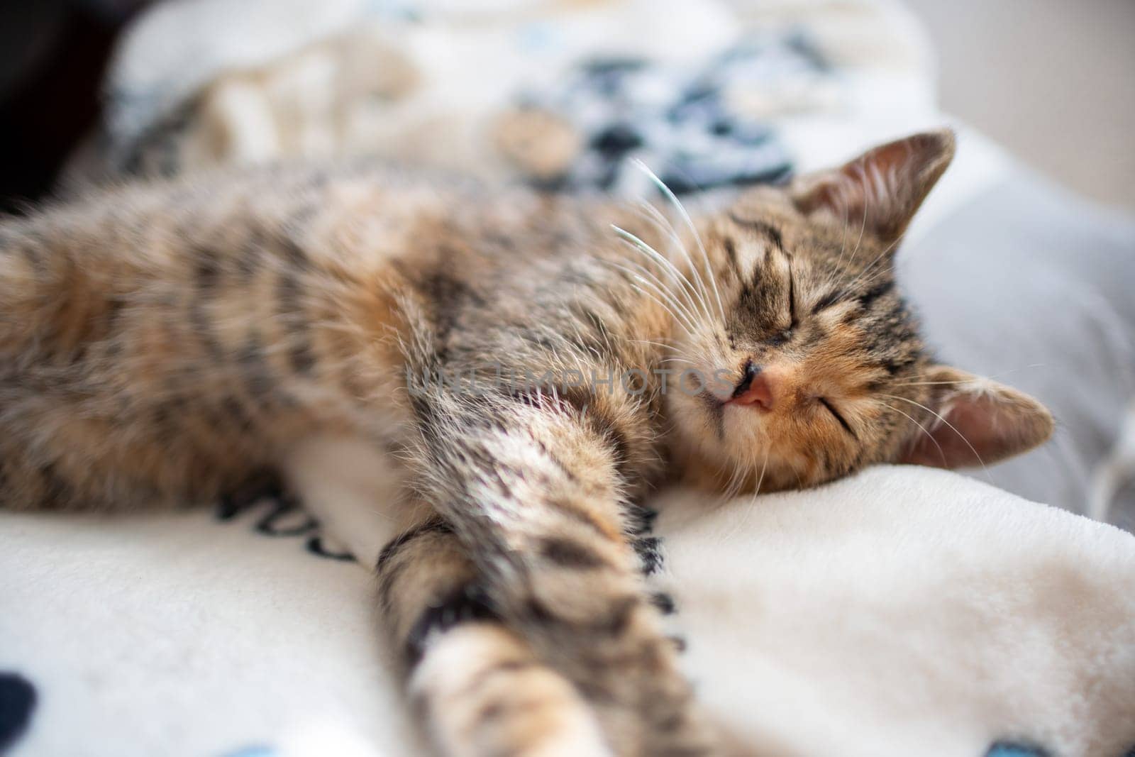 The multiracial cat sleeps soundly on its favorite blanket. The domestic pet rests in its place.