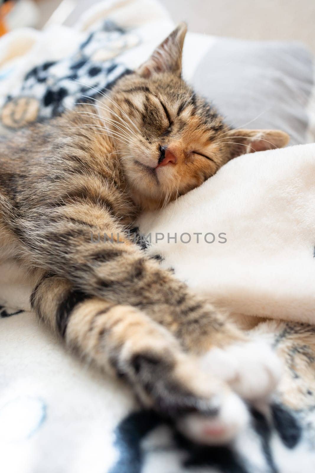 The multiracial cat sleeps soundly on its favorite blanket. The domestic pet rests in its place.