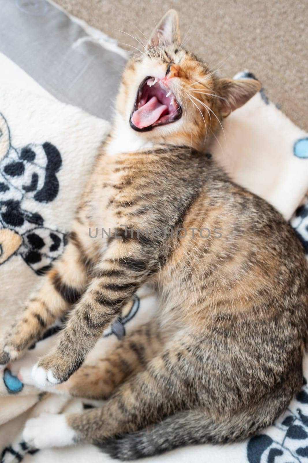 A sleepy little kitten yawns on its bed. The domestic pet rests in its place. Open mouth with sharp teeth.