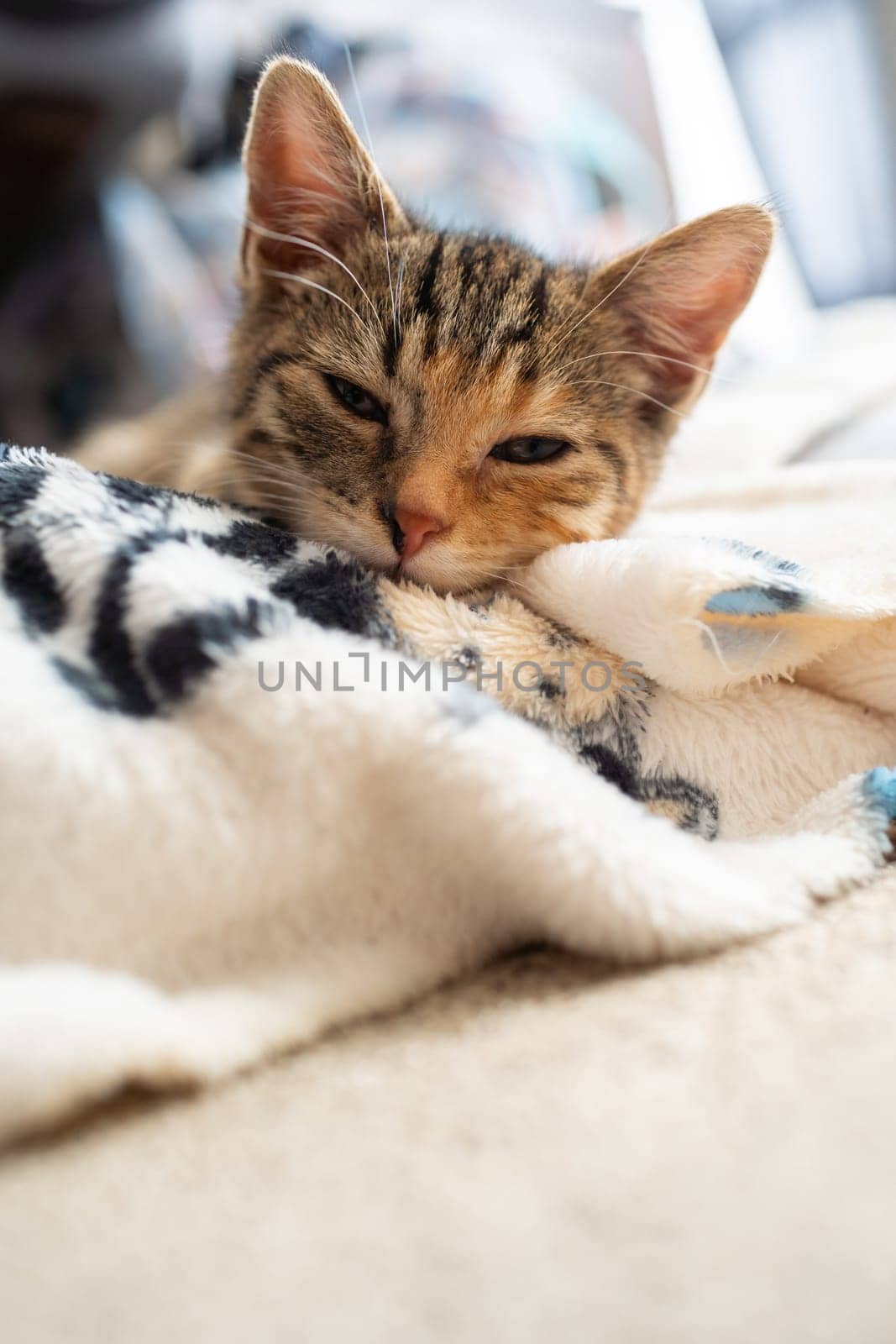 The multiracial cat is just falling asleep squinting at its favorite blanket. The domestic pet rests in its place.