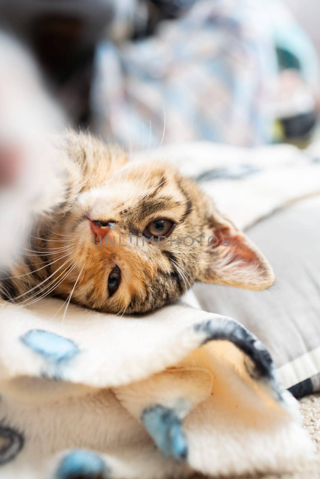 The multiracial cat is just falling asleep squinting at its favorite blanket. The domestic pet rests in its place.