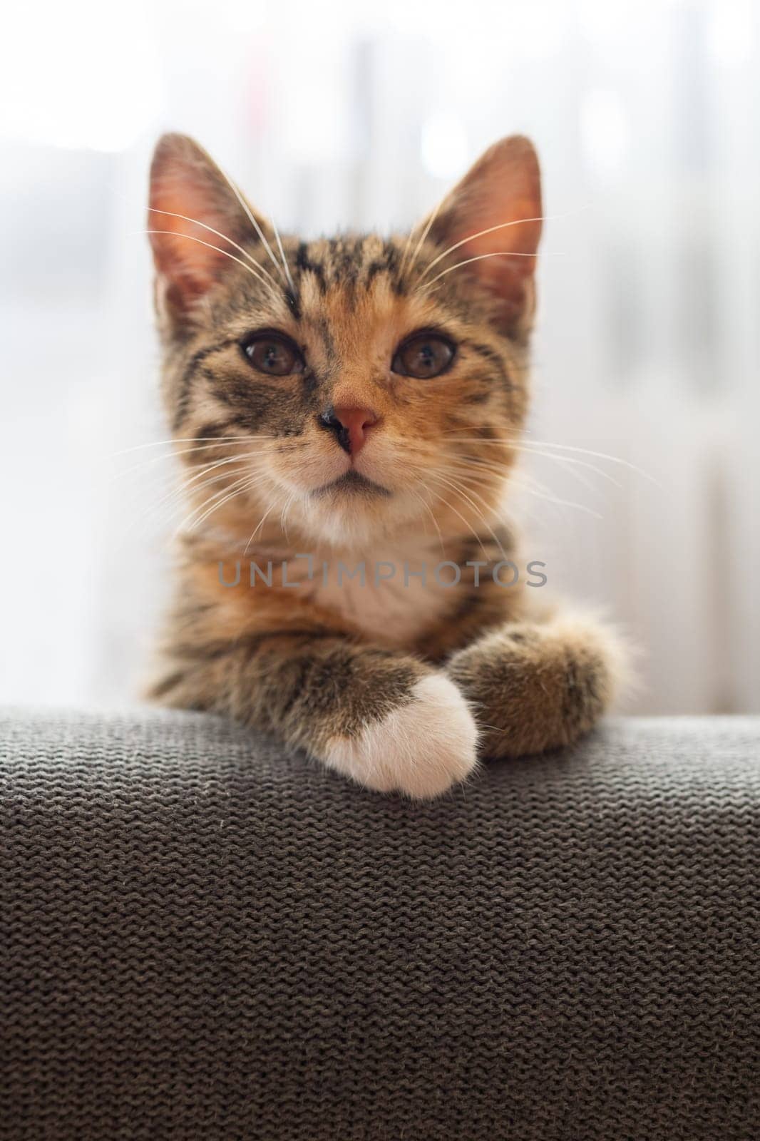 After sleeping, the Little Kitten looks around the room. Gently closed eyes.