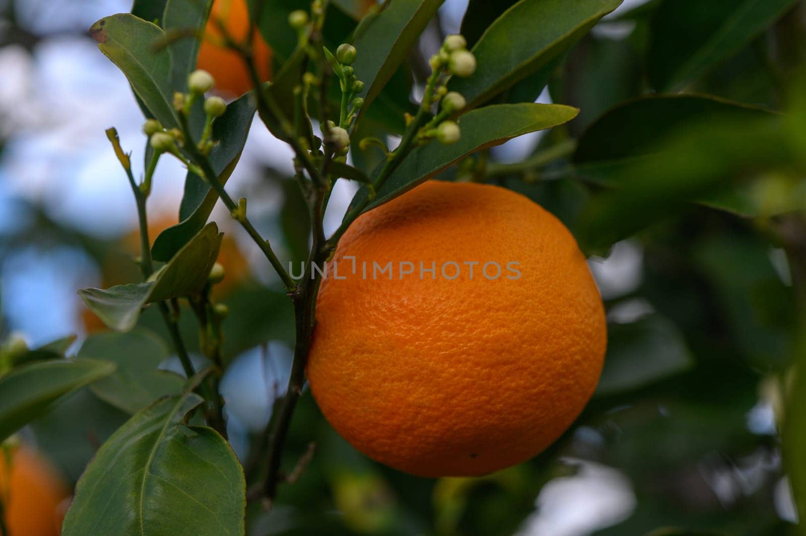 oranges branch with green leaves on tree 5