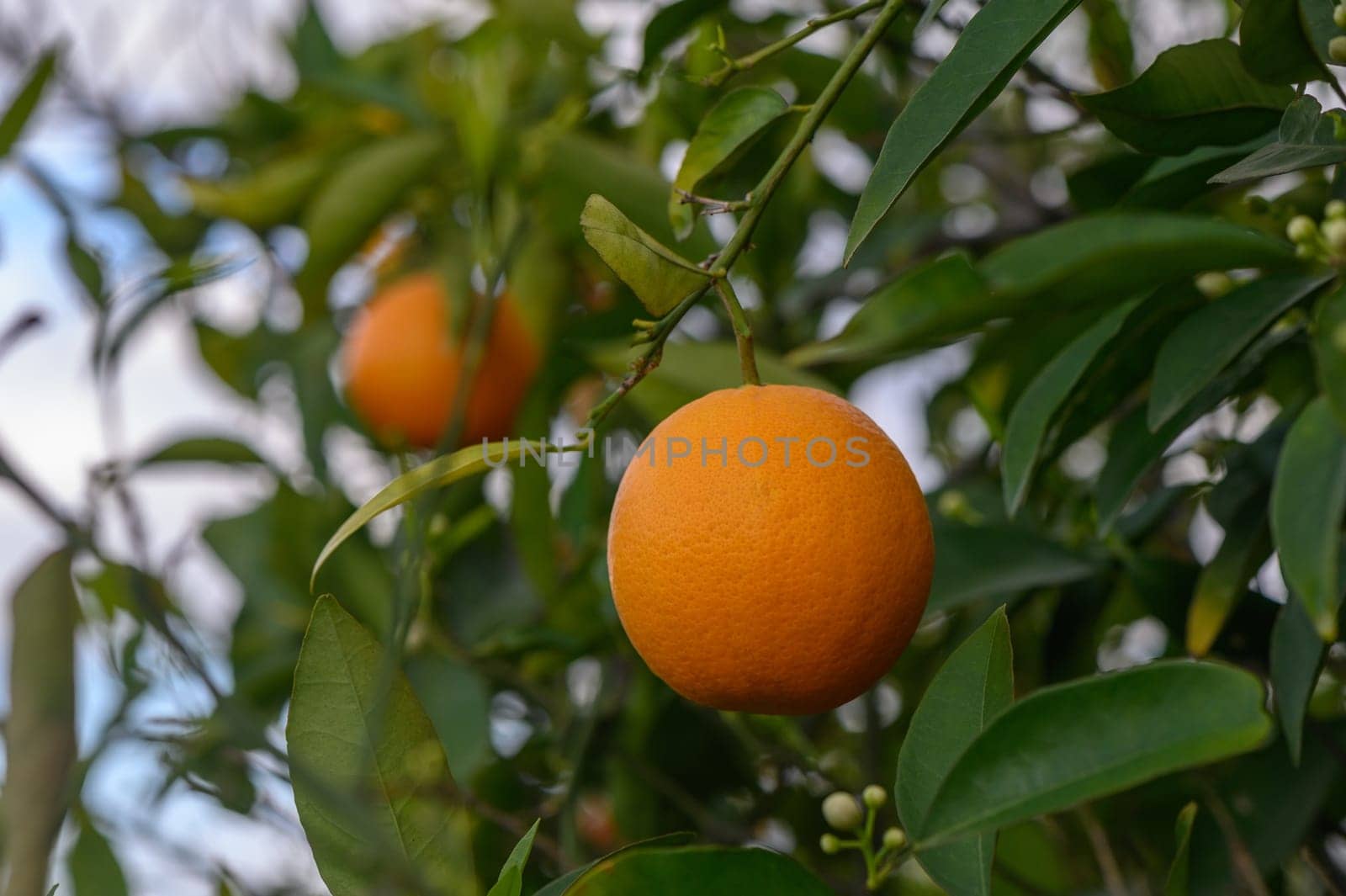 Citrus branches with organic ripe fresh oranges growing on branches with green leaves in a sunny orchard. 6