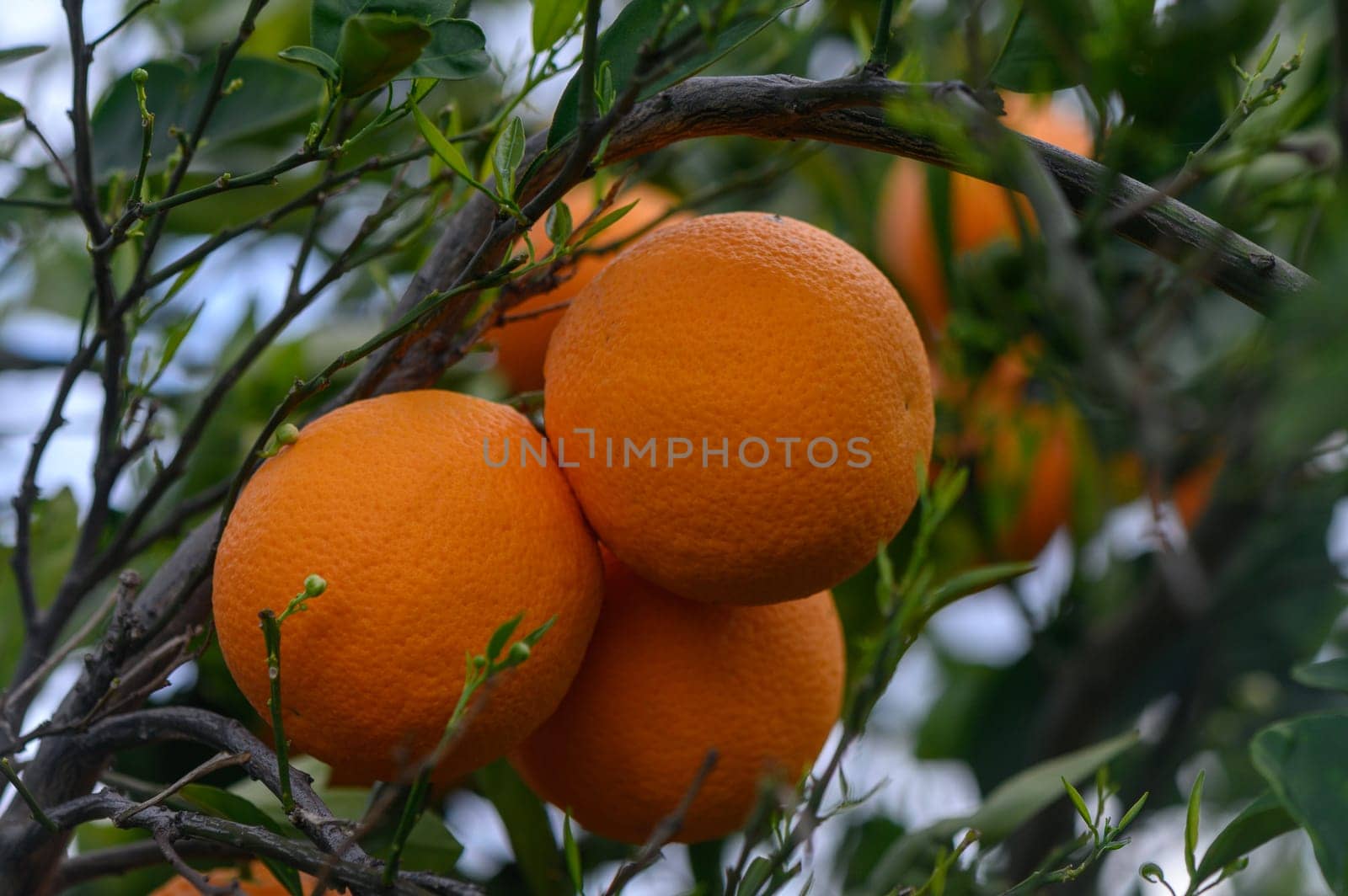 oranges branch with green leaves on tree 3