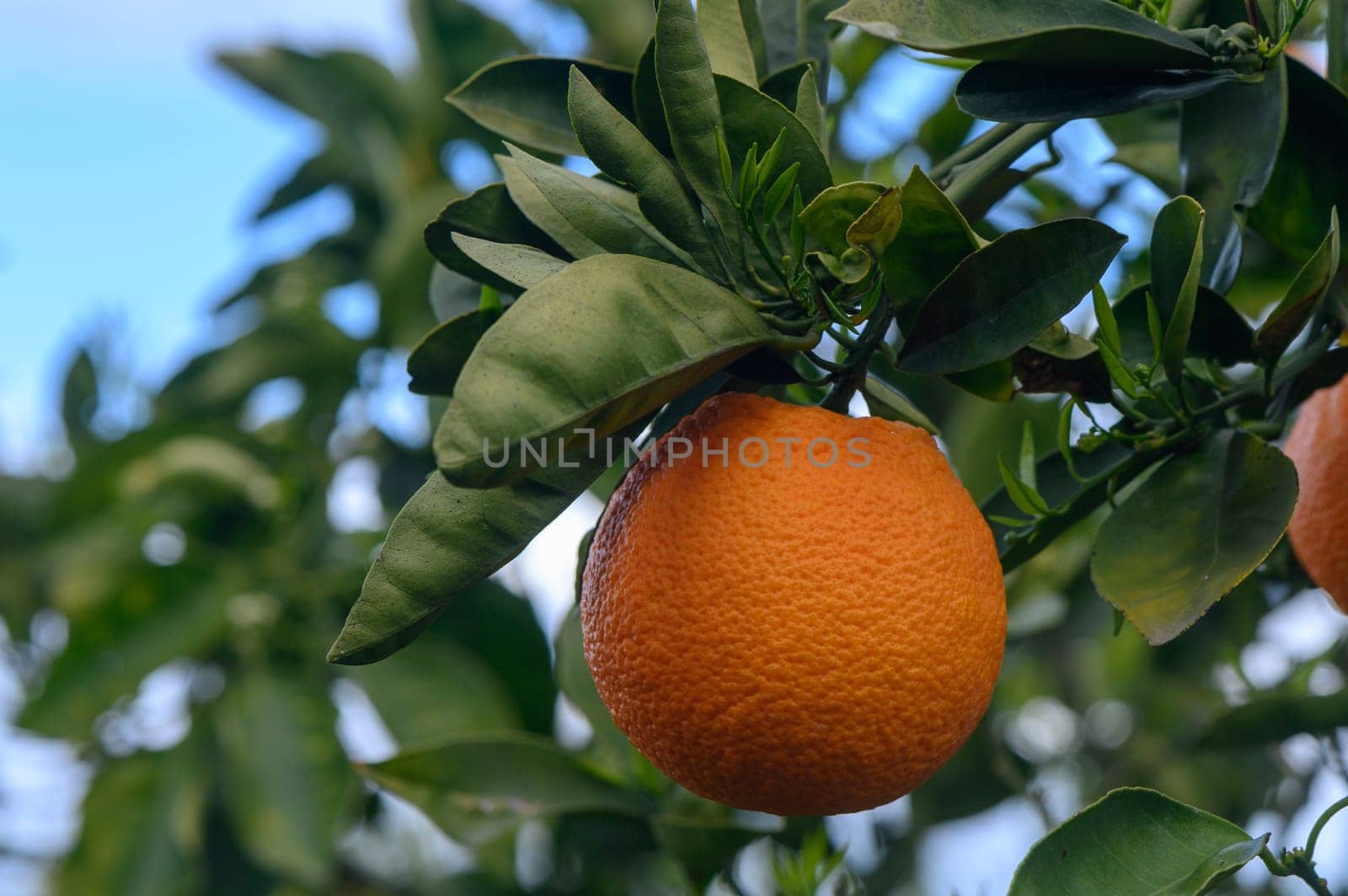 orange tree branches with ripe juicy fruits. natural fruit background outdoors. 2
