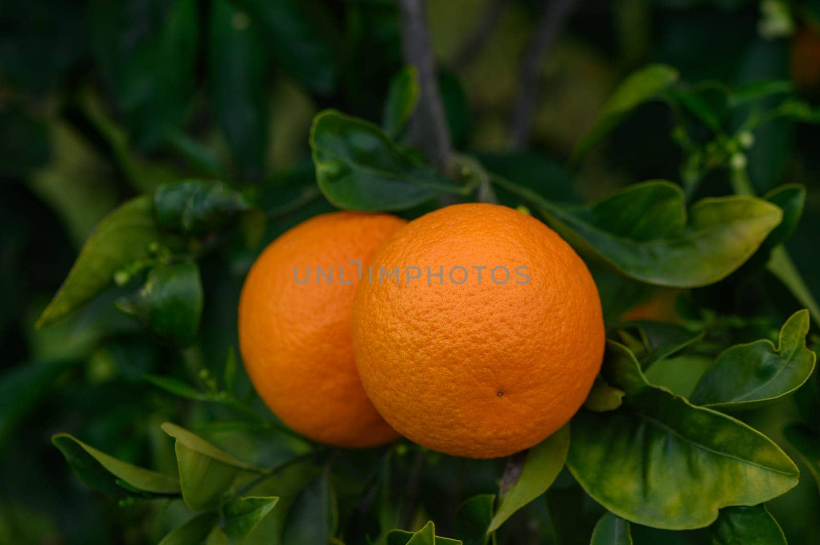 oranges branch with green leaves on tree 3