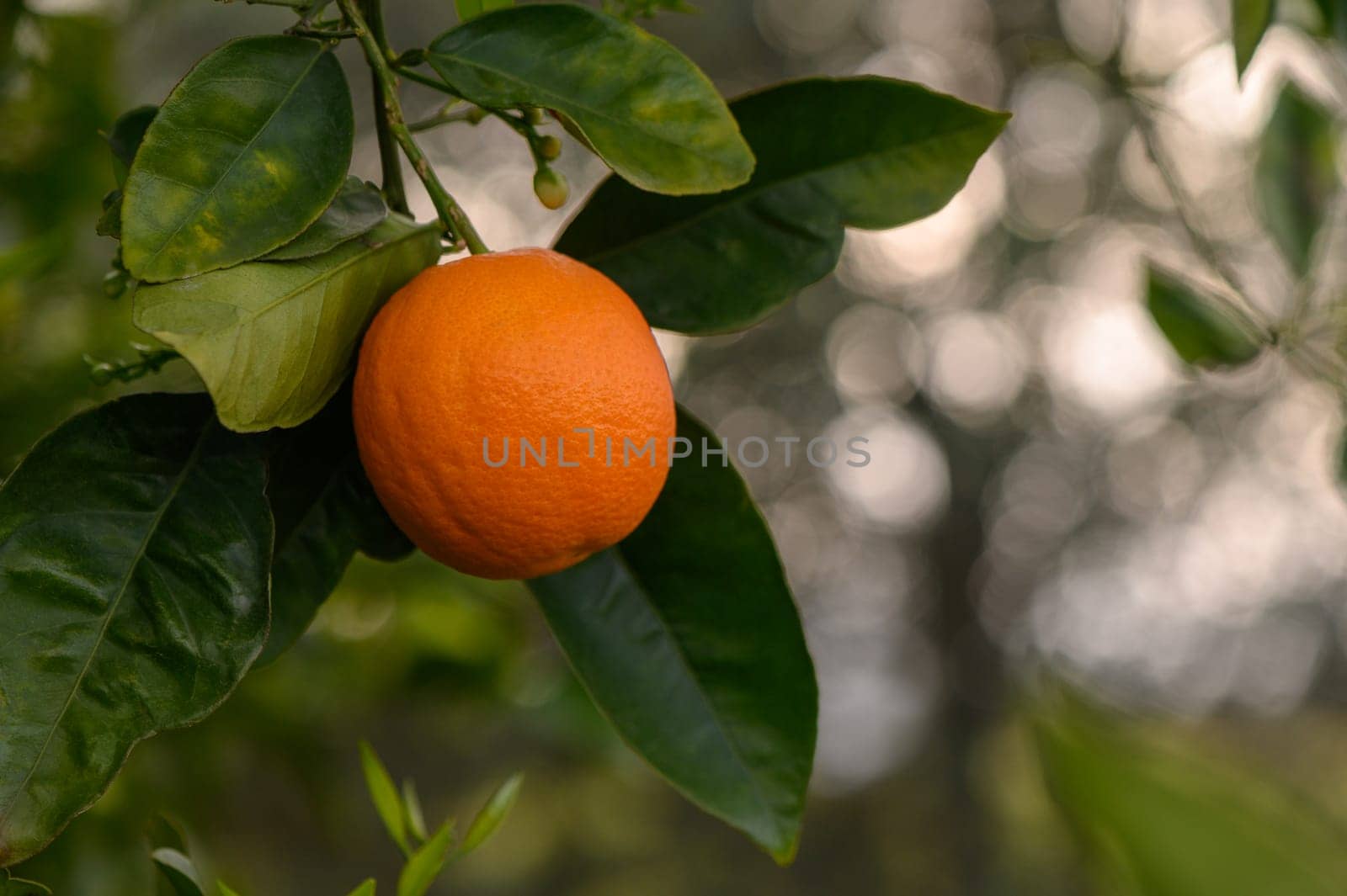 oranges branch with green leaves on tree 4