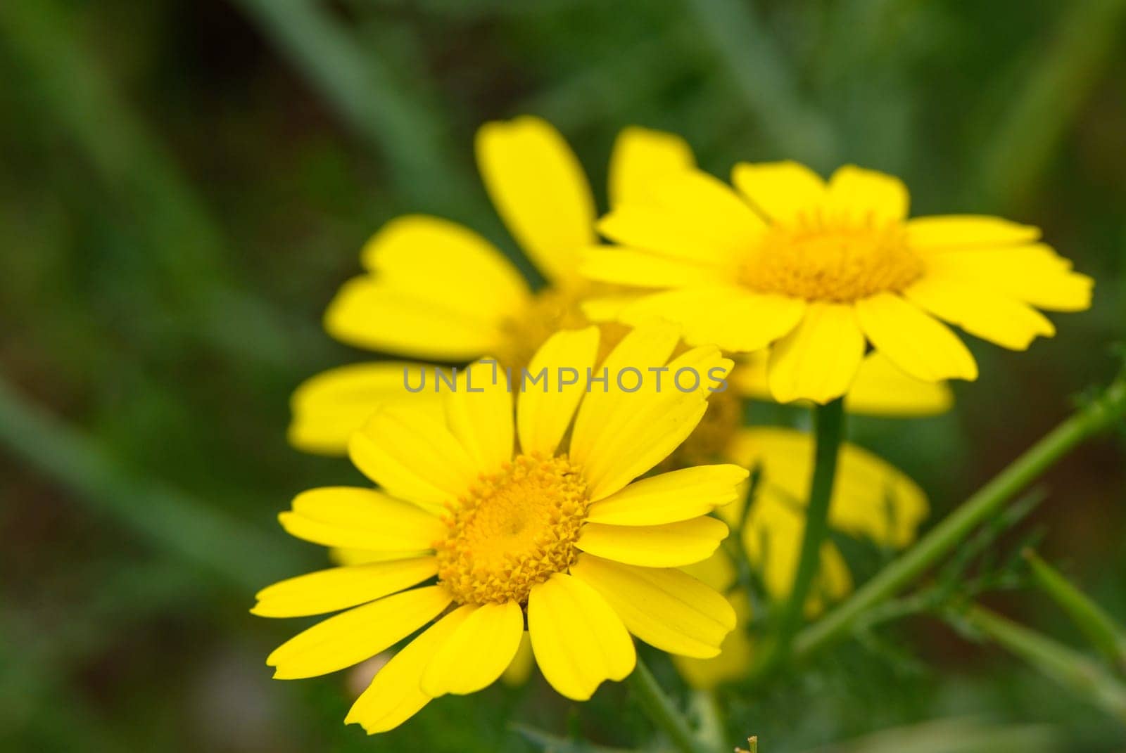 View of glebionis segetum (Chrysanthemum segetum) in the field. It is a species of flowering plant in the family Asteraceae. 4