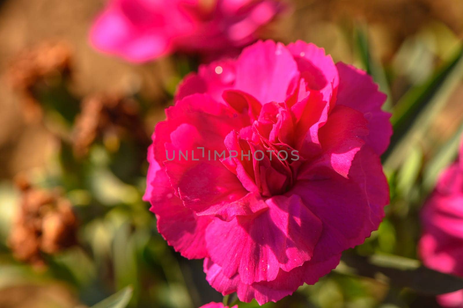 Dianthus caryophyllus 'Supertrouper Oscar' is a carnation with pink flowers