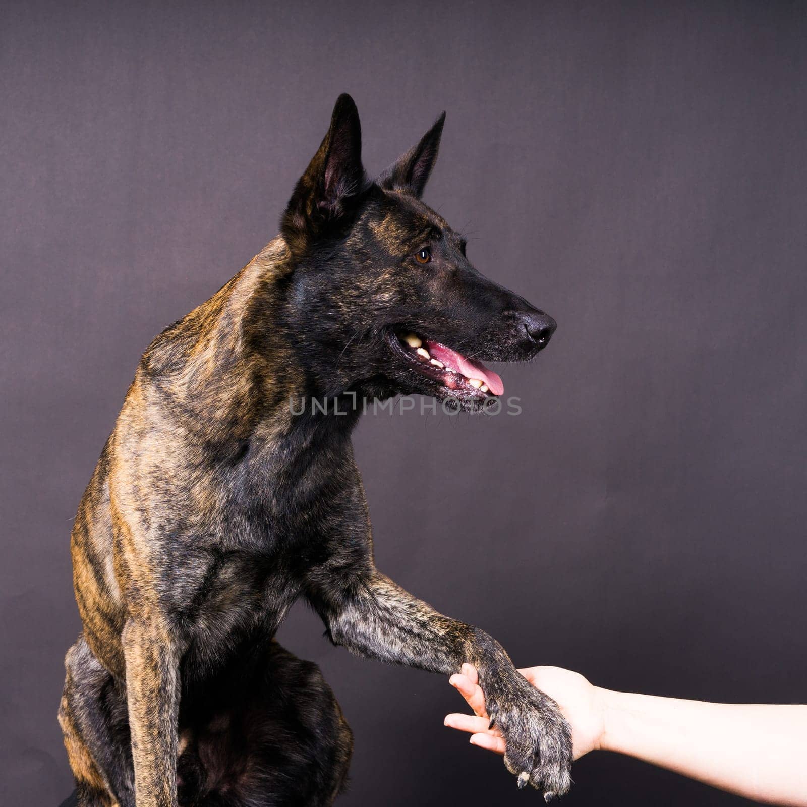 Dog paw takes the man. People support pets, studio shot by Zelenin