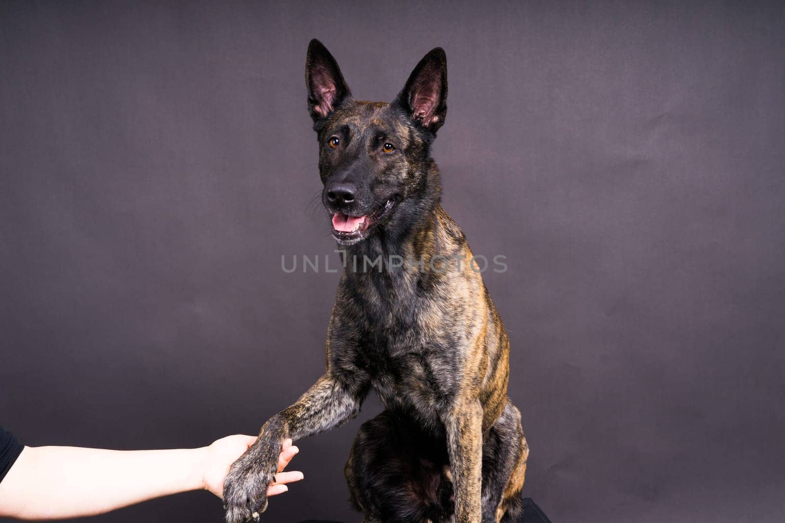 Dog paw takes a man. People support pets, studio shot