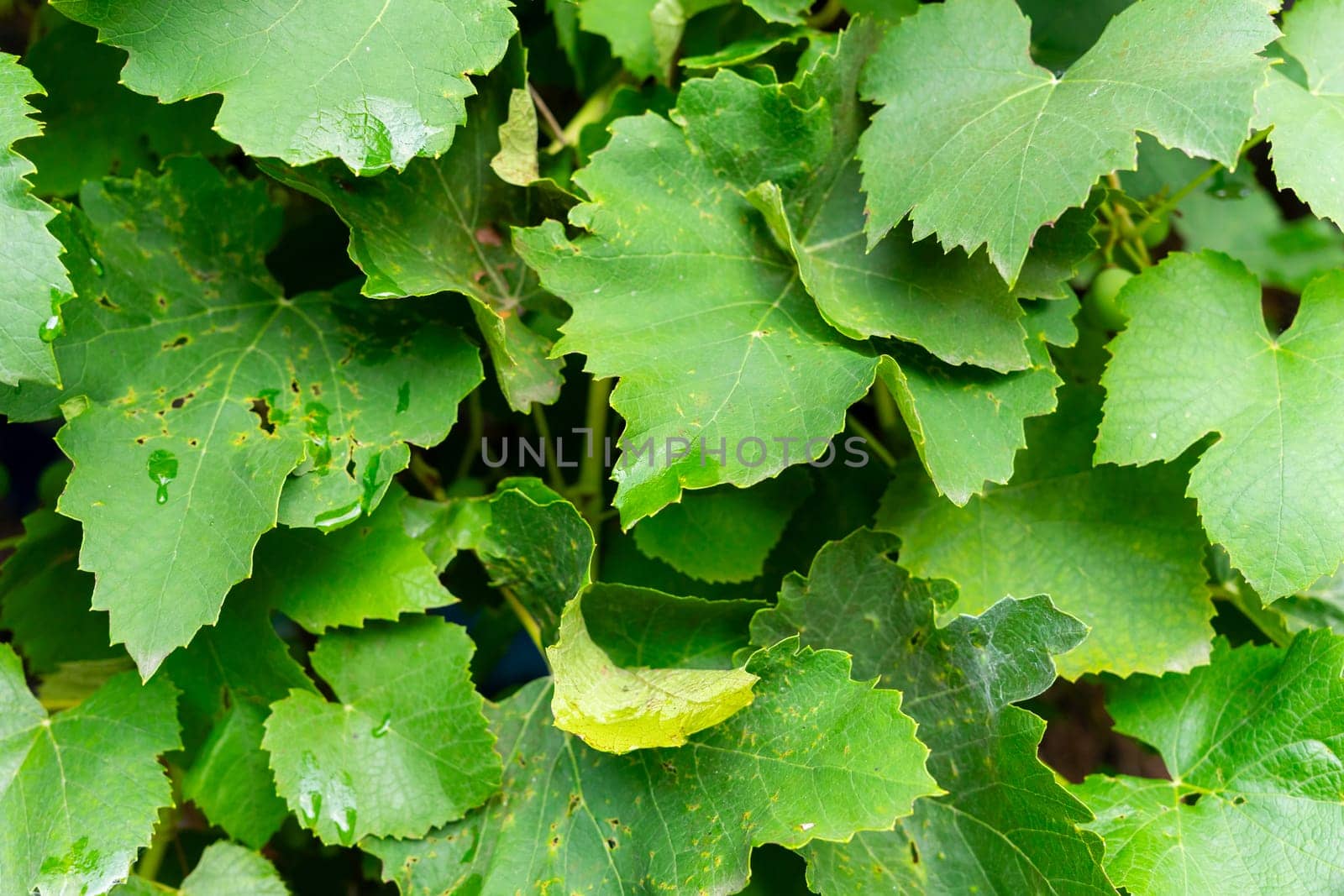 Large green grape leaves. Natural background of grape leaves. by Serhii_Voroshchuk