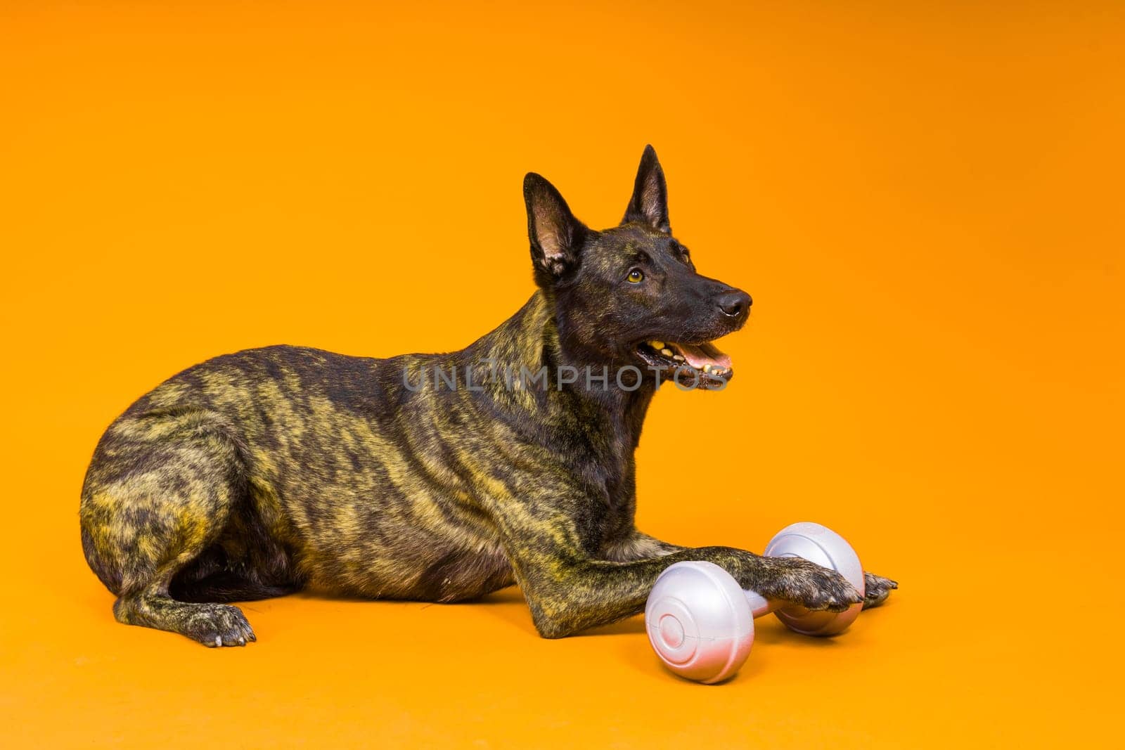 Dutch shepherd dog dumbbell isolated on a yellow red background