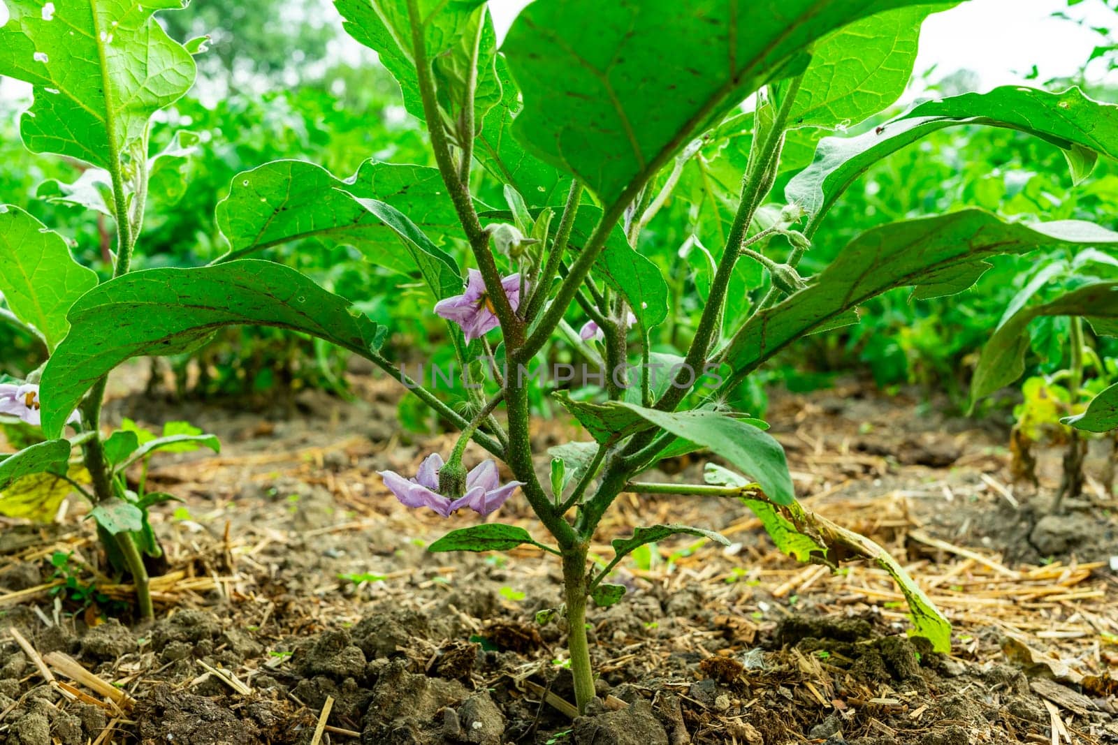 Purple flower on a young eggplant bush.