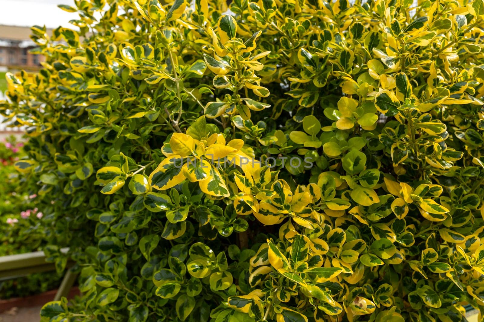 Closeup Evergreen Shrub Golden Euonymus With Green, Gold Variegated Foliage in Outdoors on Backyard. Evonymo Plant, Small Spindle Tree. Horizontal. Floriculture, Greenhouse.