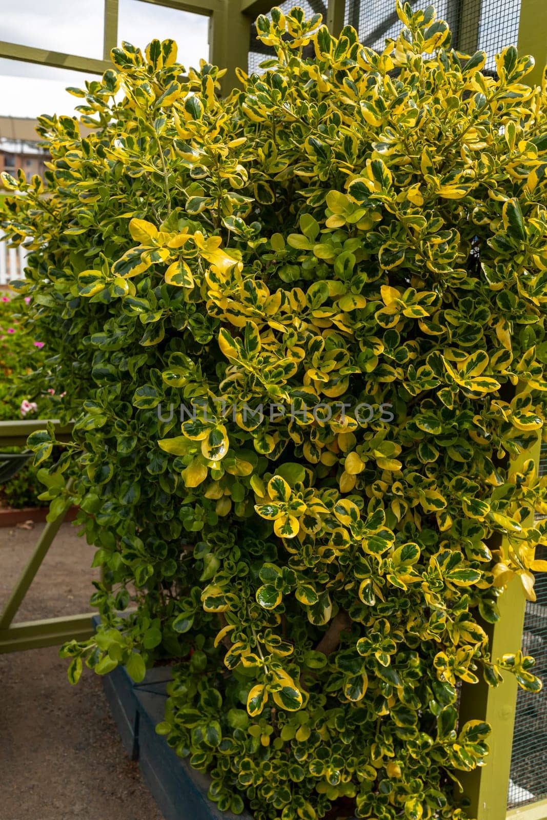 Closeup Evergreen Shrub Golden Euonymus With Green, Gold Variegated Foliage in Outdoors on Backyard. Evonymo Plant, Small Spindle Tree. Vertical Plane. Floriculture, Greenhouse by netatsi