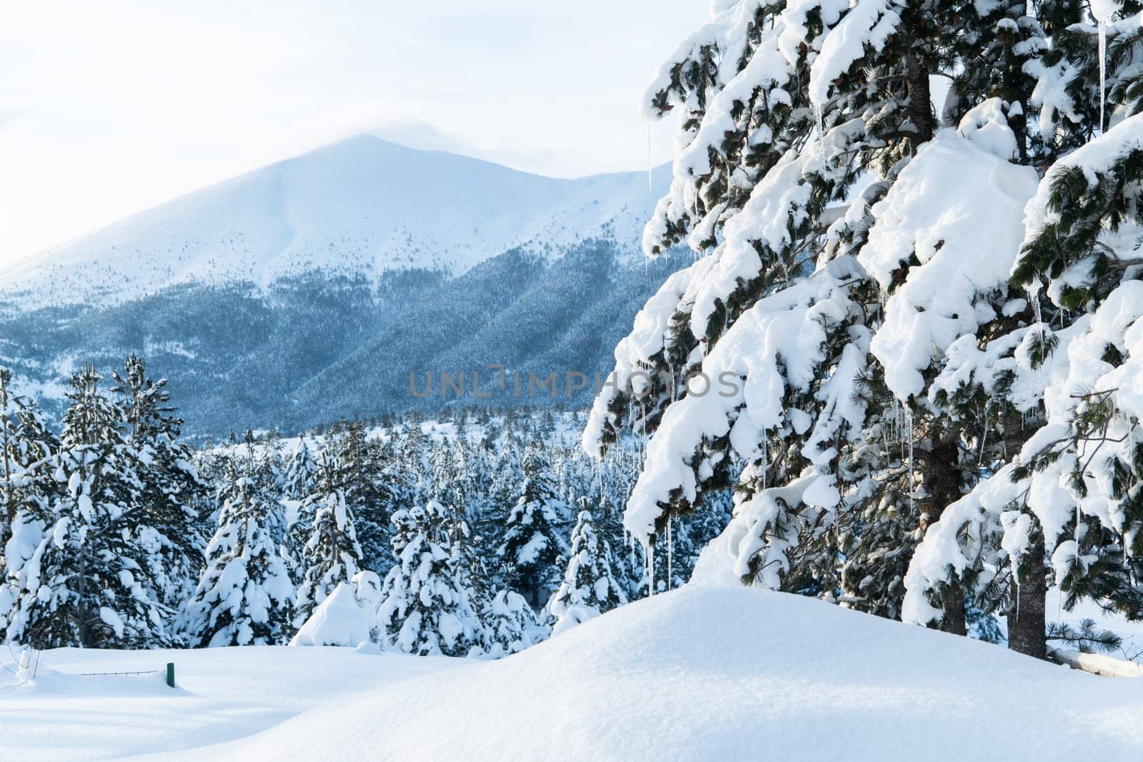Majestic Pine Forest Bathed in Sunlight on Snowy Mountains. by dotshock