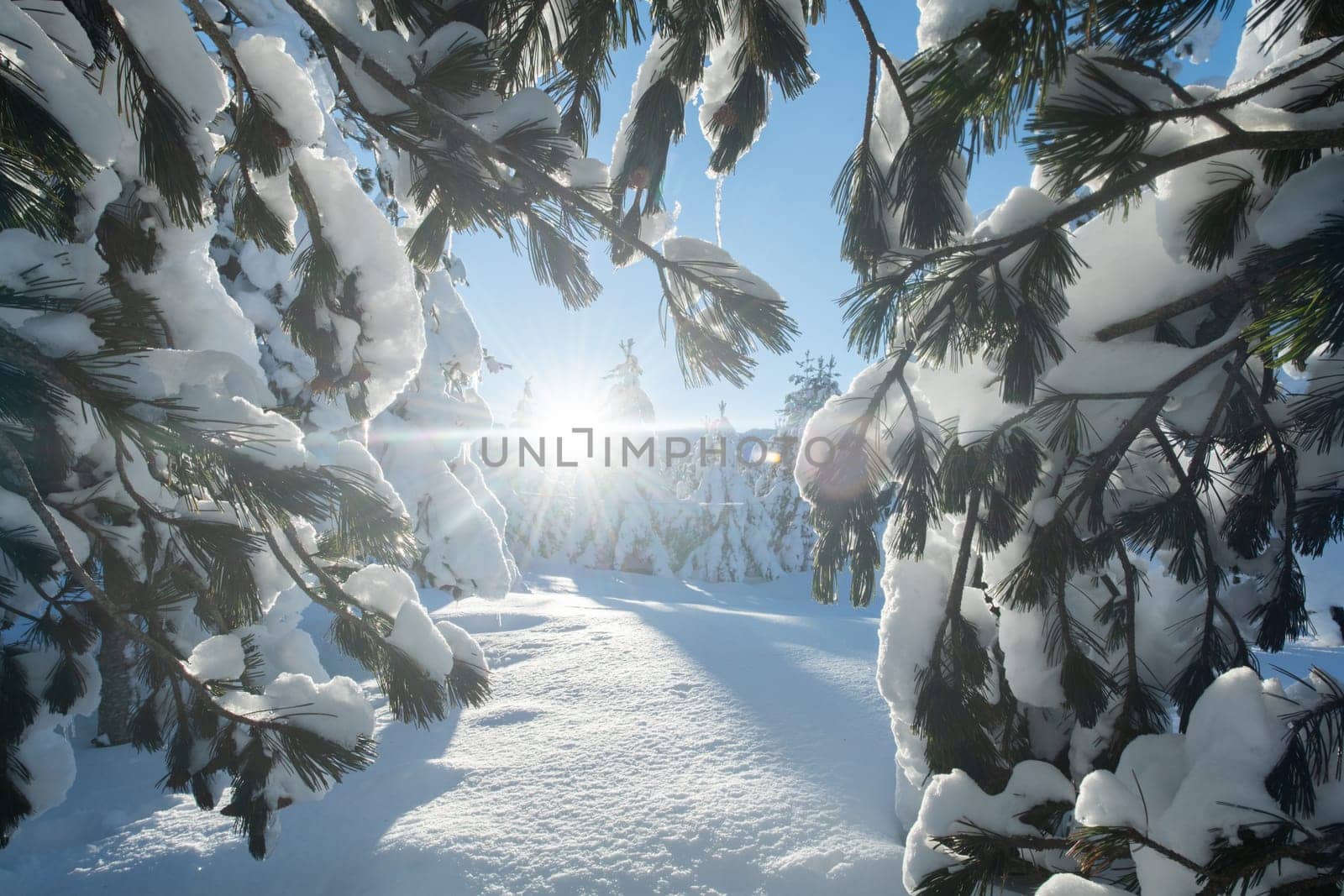 Majestic Pine Forest Bathed in Sunlight on Snowy Mountains. by dotshock