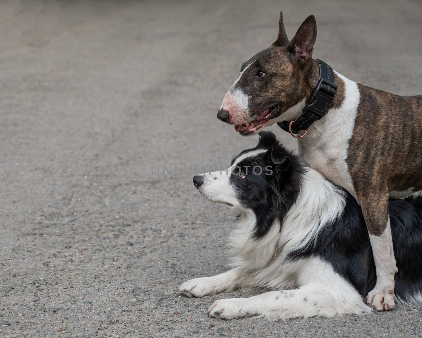 Two dogs are hugging on a walk. Border collie and bull terrier