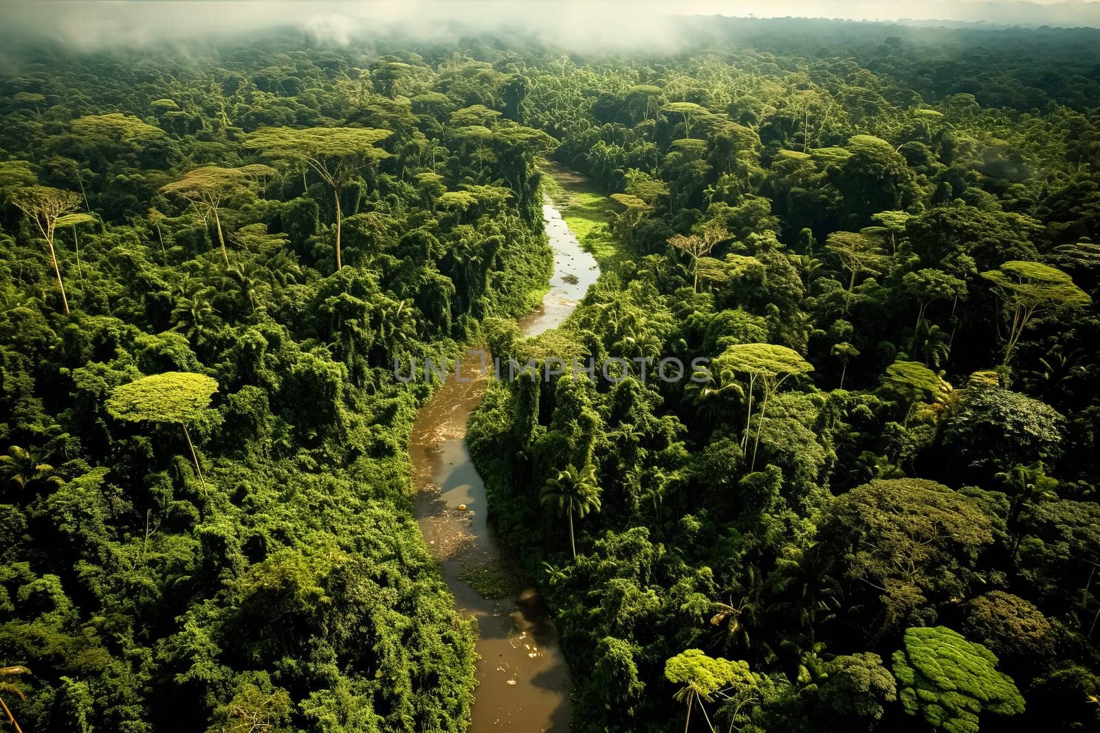 Two people are walking through a lush green jungle. The trees are tall and the foliage is dense