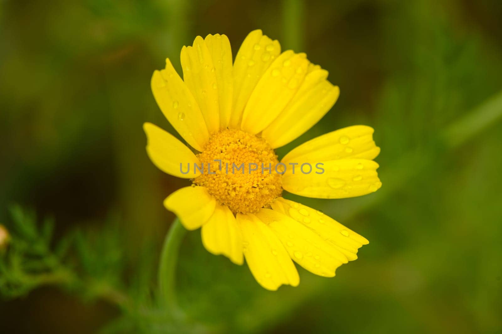 Mediterranean yellow daisy flower 2