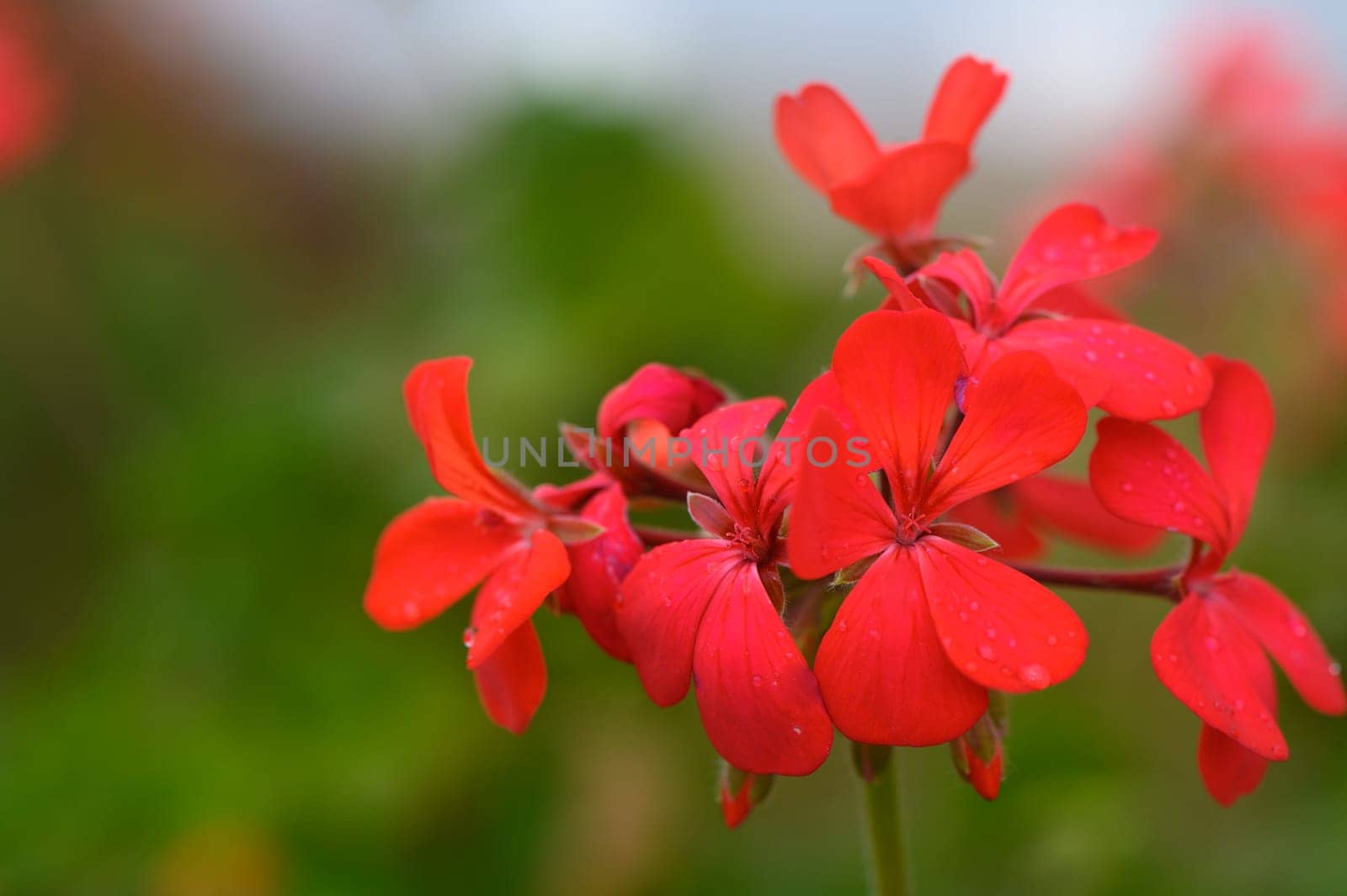 Red geranium blossoms in the summer garden.(Pelargonium inquinans: scarlet Geranium, malva)1