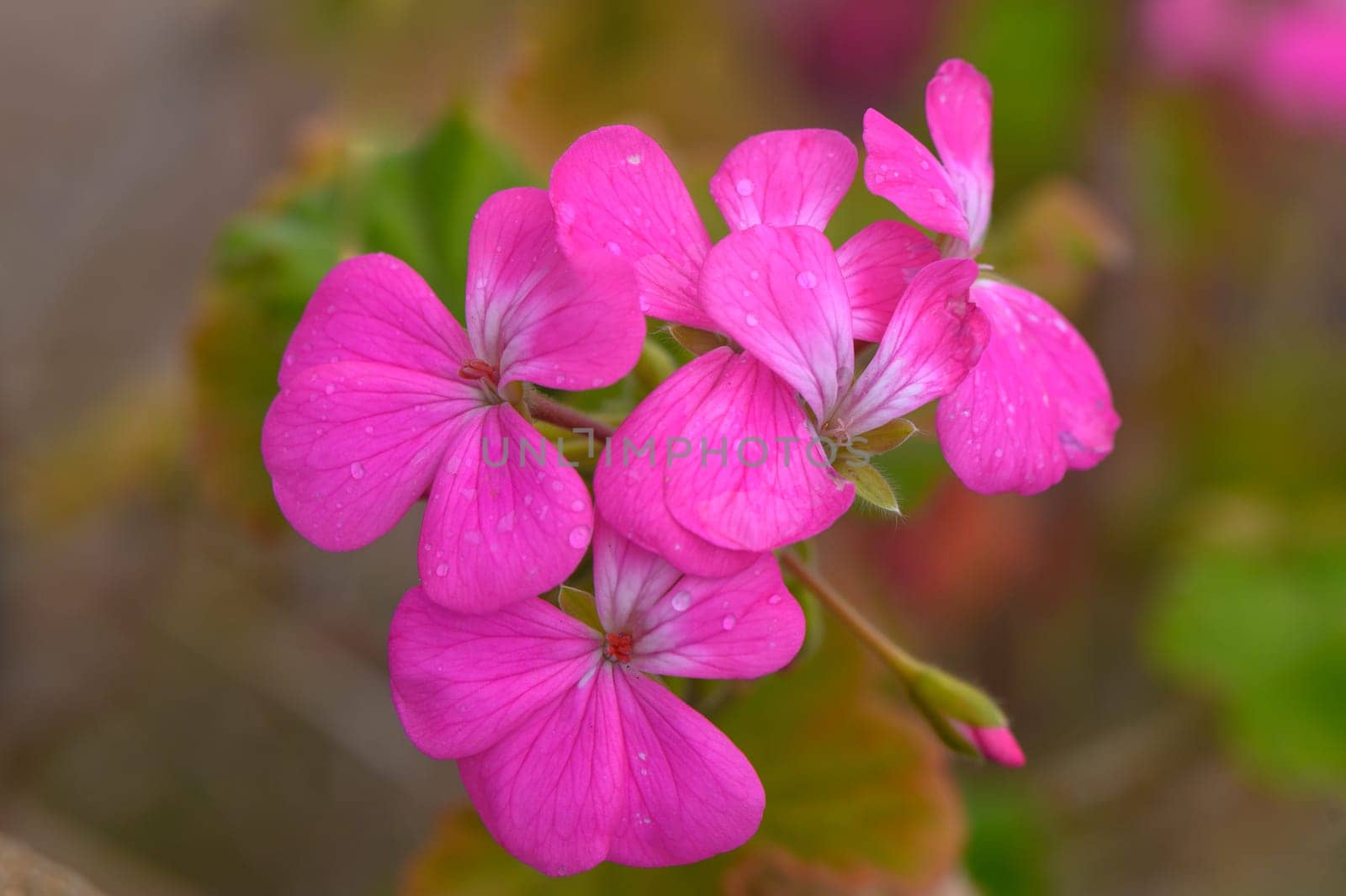 Madagascar periwinkle-Rosy Periwinkle-Catharanthus roseus with rain drops 2