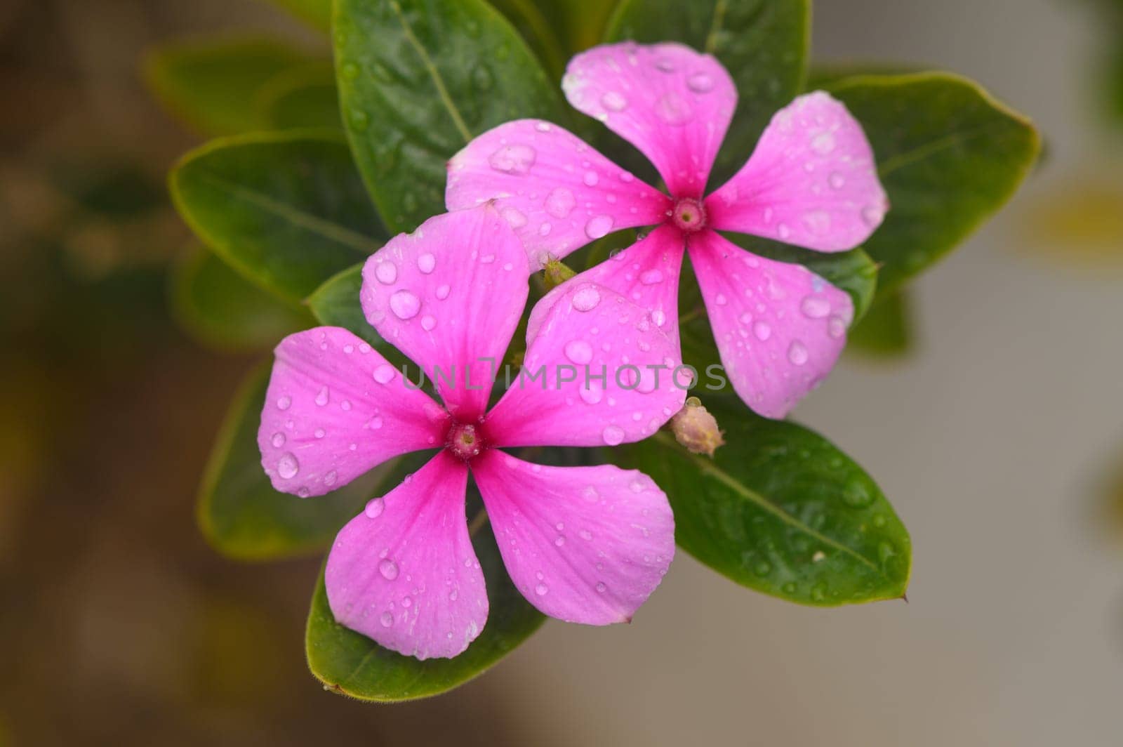 Magenta periwinkle,vinca (Catharanthus),pink lily flower 1