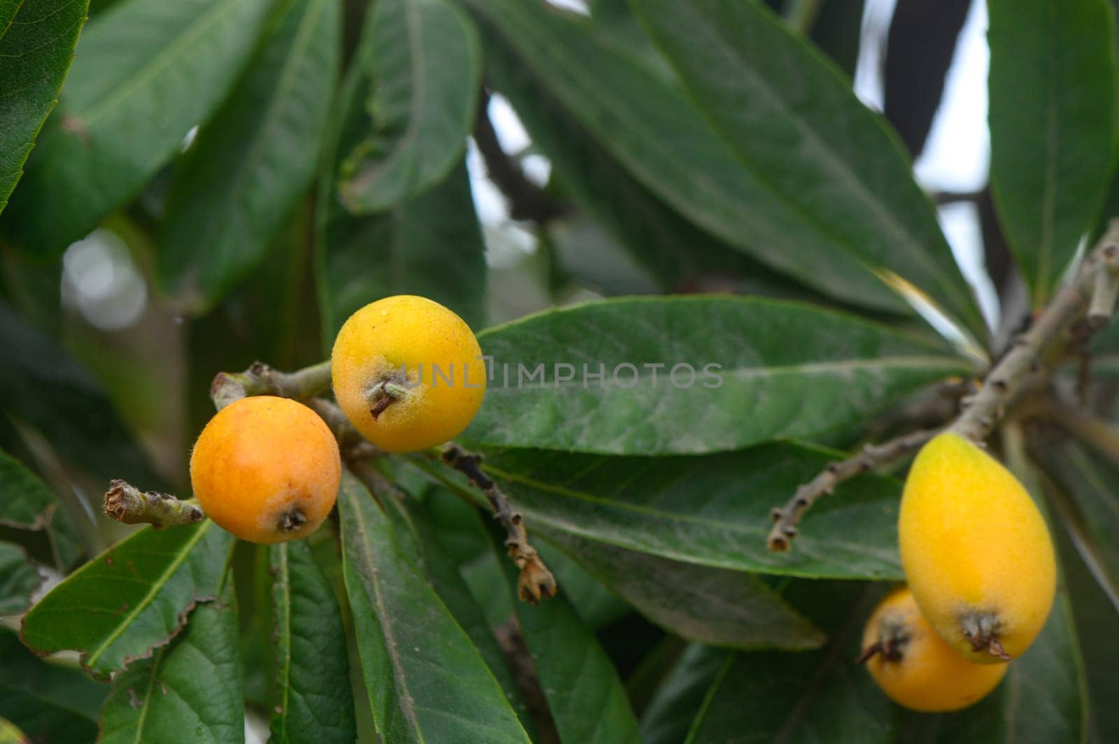 The loquat or Eriobotrya japonica with yellow fruits, Japanese plum 1
