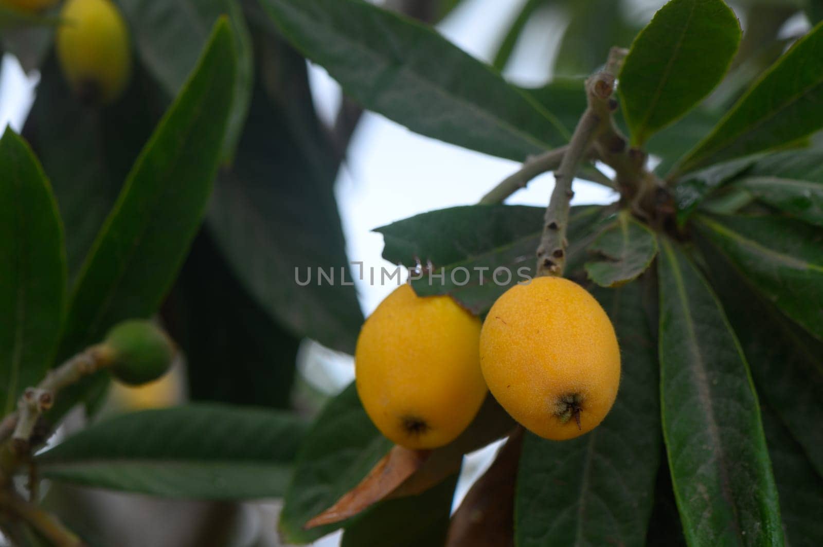 Organic loquat fruits. Eriobothrya japonica. Pile of orange medlars on a tree at an agricultural plantation Bunch of orange medlars on a tree1