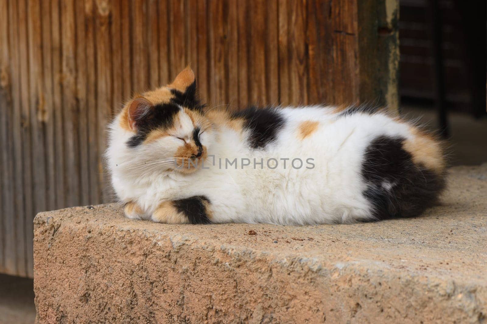 Sleeping cat lying in the sun