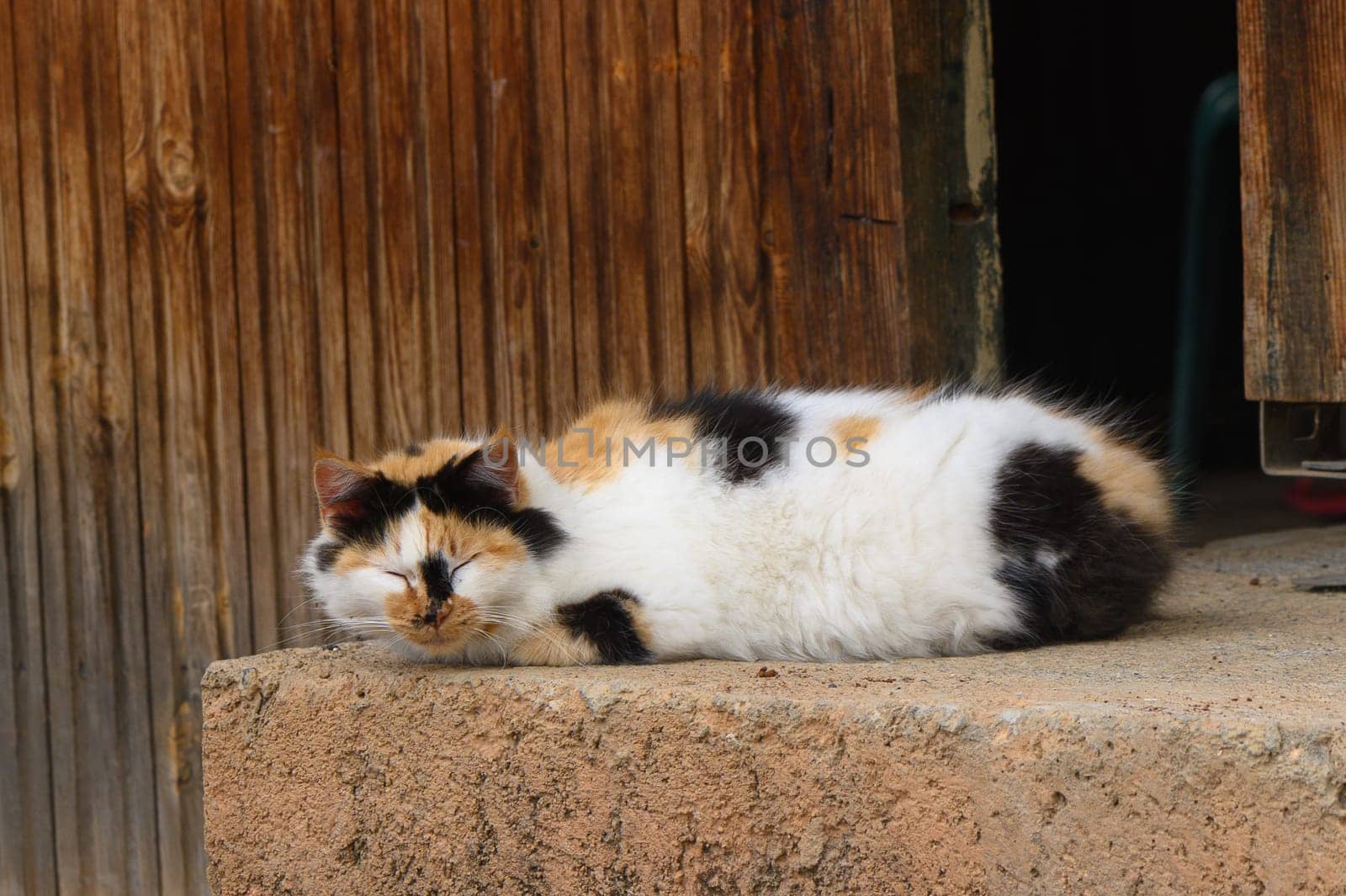 A fluffy cat with a white chest sleeps on the window, basking in the spring sun.