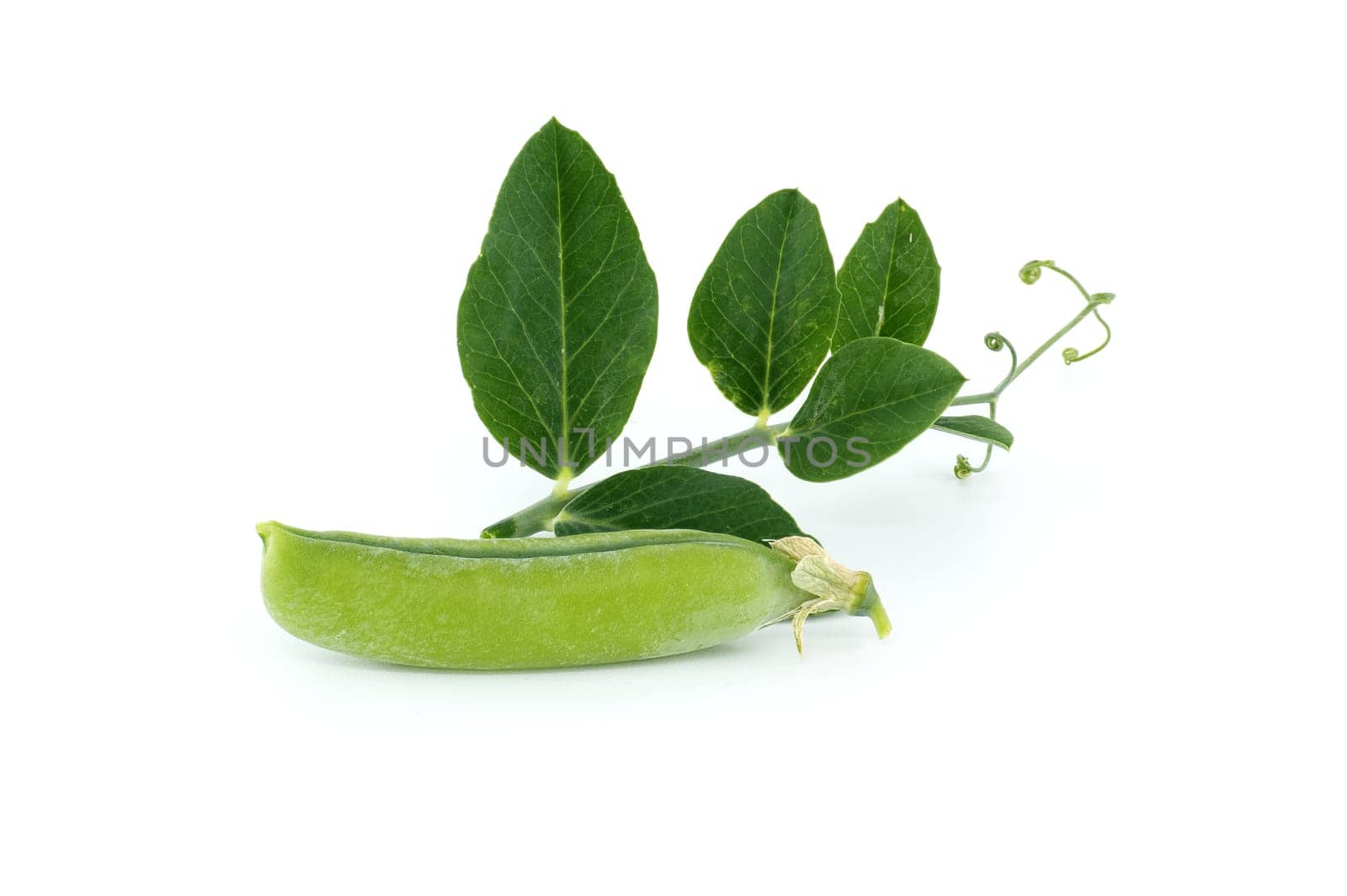 Close up of pea pod with bright green leaves isolated on white background