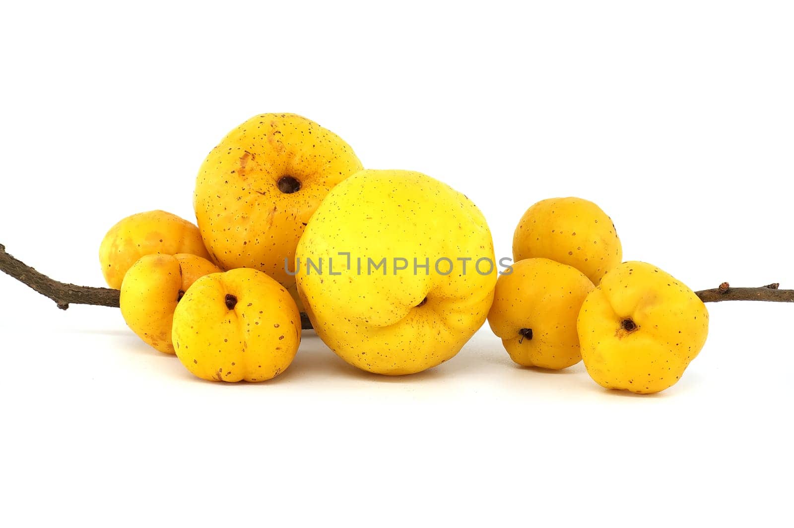 Collection of yellow quince fruits isolated on white background, full depth of field, Chaenomeles japonica or Japanese quince