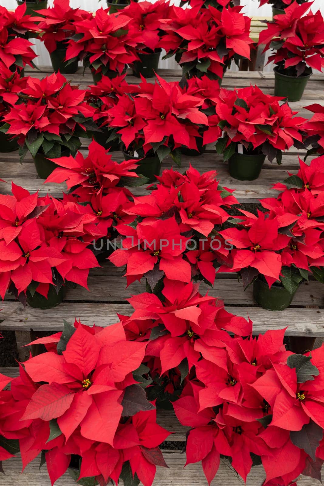 ManyRed Striking Poinsettia Flower, With Star-shaped Red Leaves, Christmas Eve Flower, Flor De Nochebuena. Tropical Shrub. Vertical Backdrop. National Poinsettia Day Celebration. by netatsi