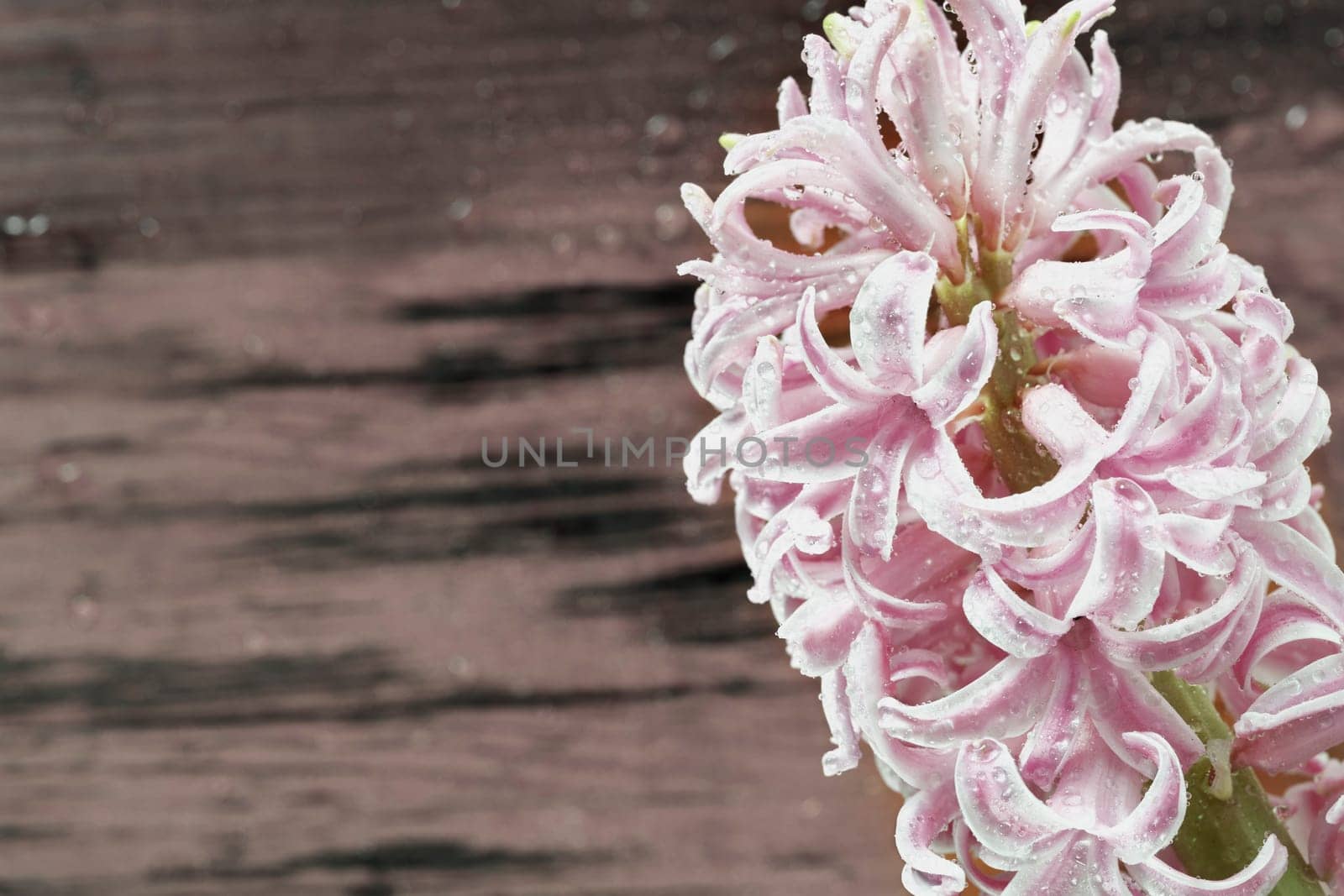 Flowering plant of pink  hyacinth with rain drops,   bulbous flower ,