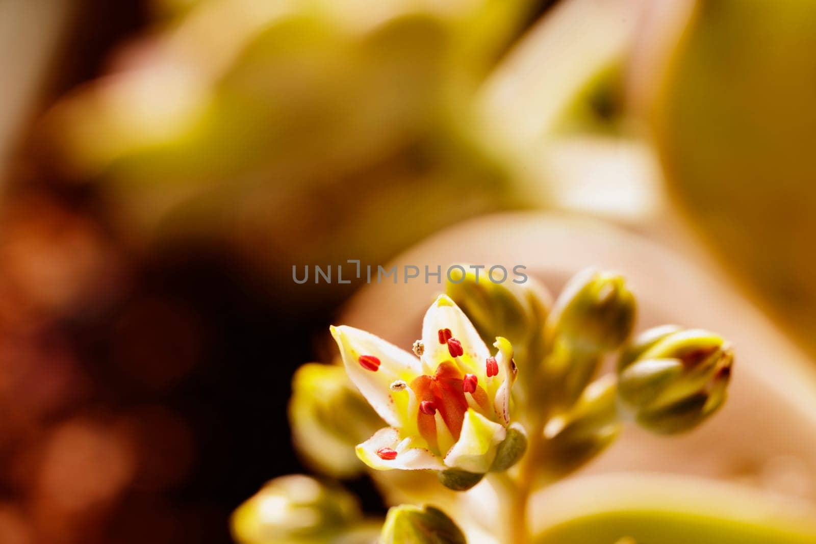 Detail of succulent plant graptopetalum common named ghost plant or mother-of-pearl with small flowers ,