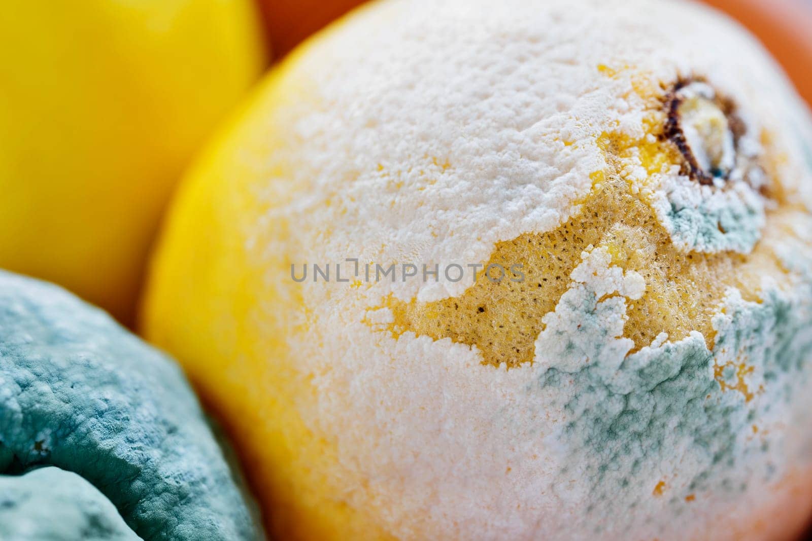 Close up of rotten lemons studio shot ,unhealthy eating