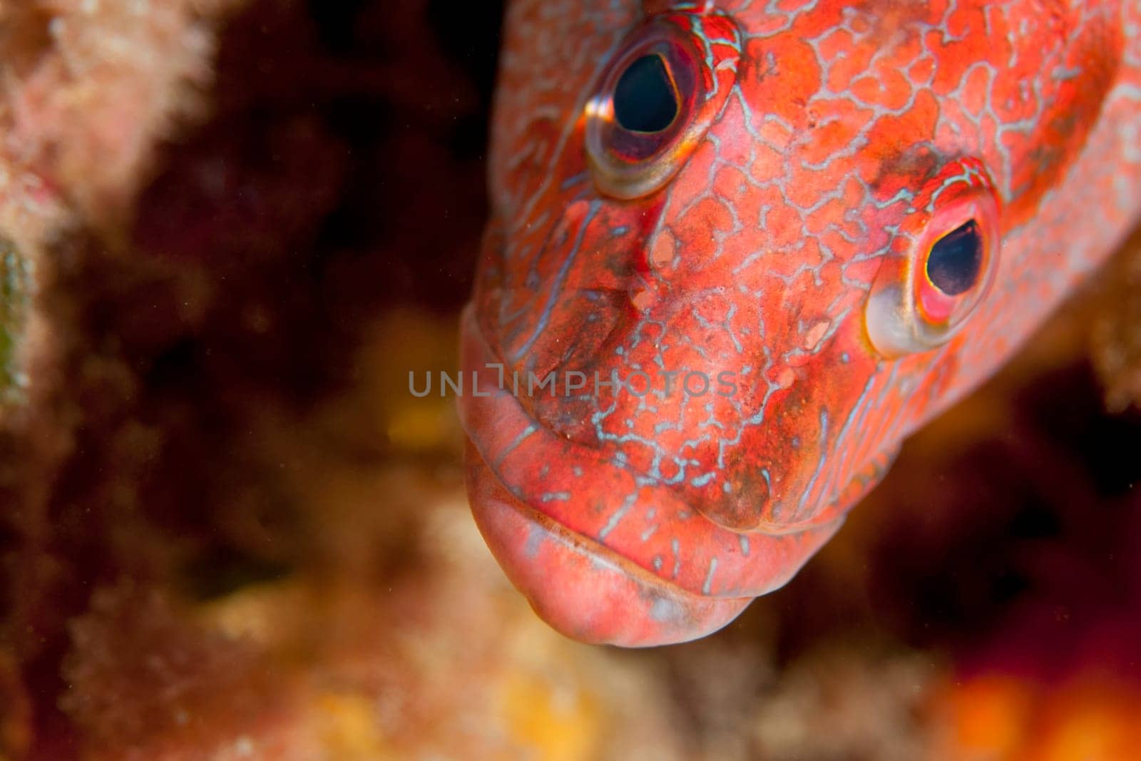 Red reef grouper fish by AndreaIzzotti