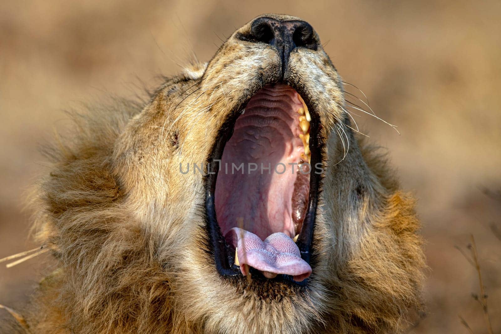 roar of male lion in kruger park south africa close up