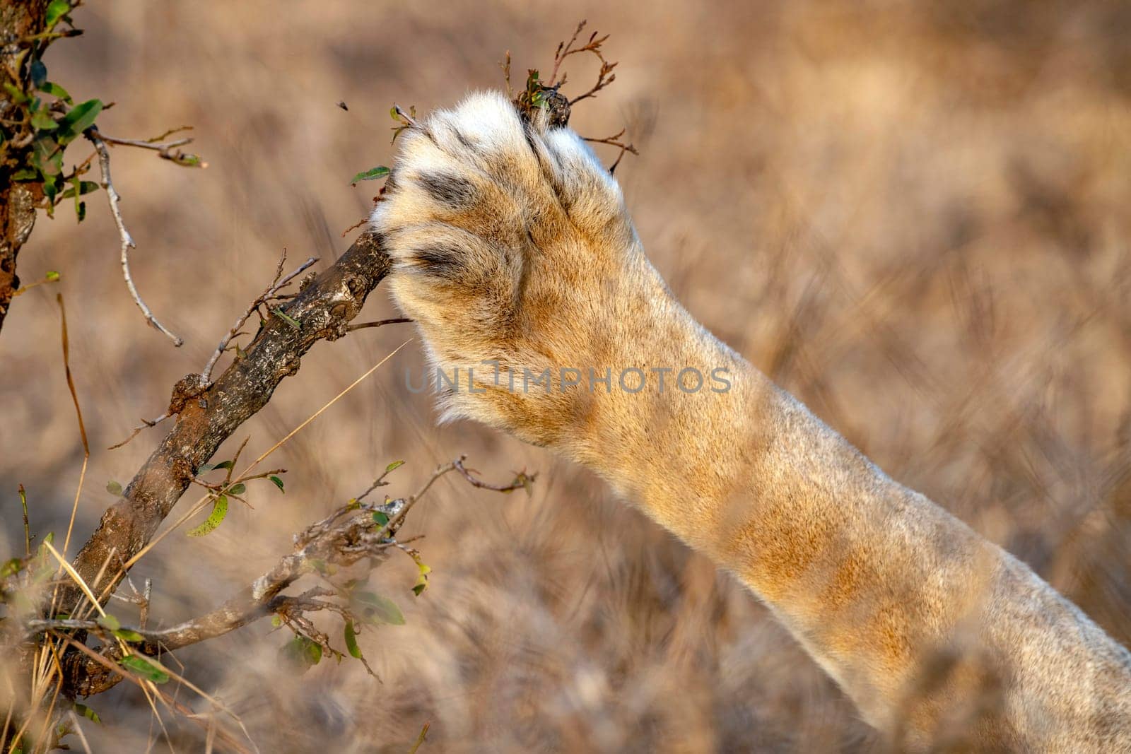 paw of male lion in kruger park south africa close up