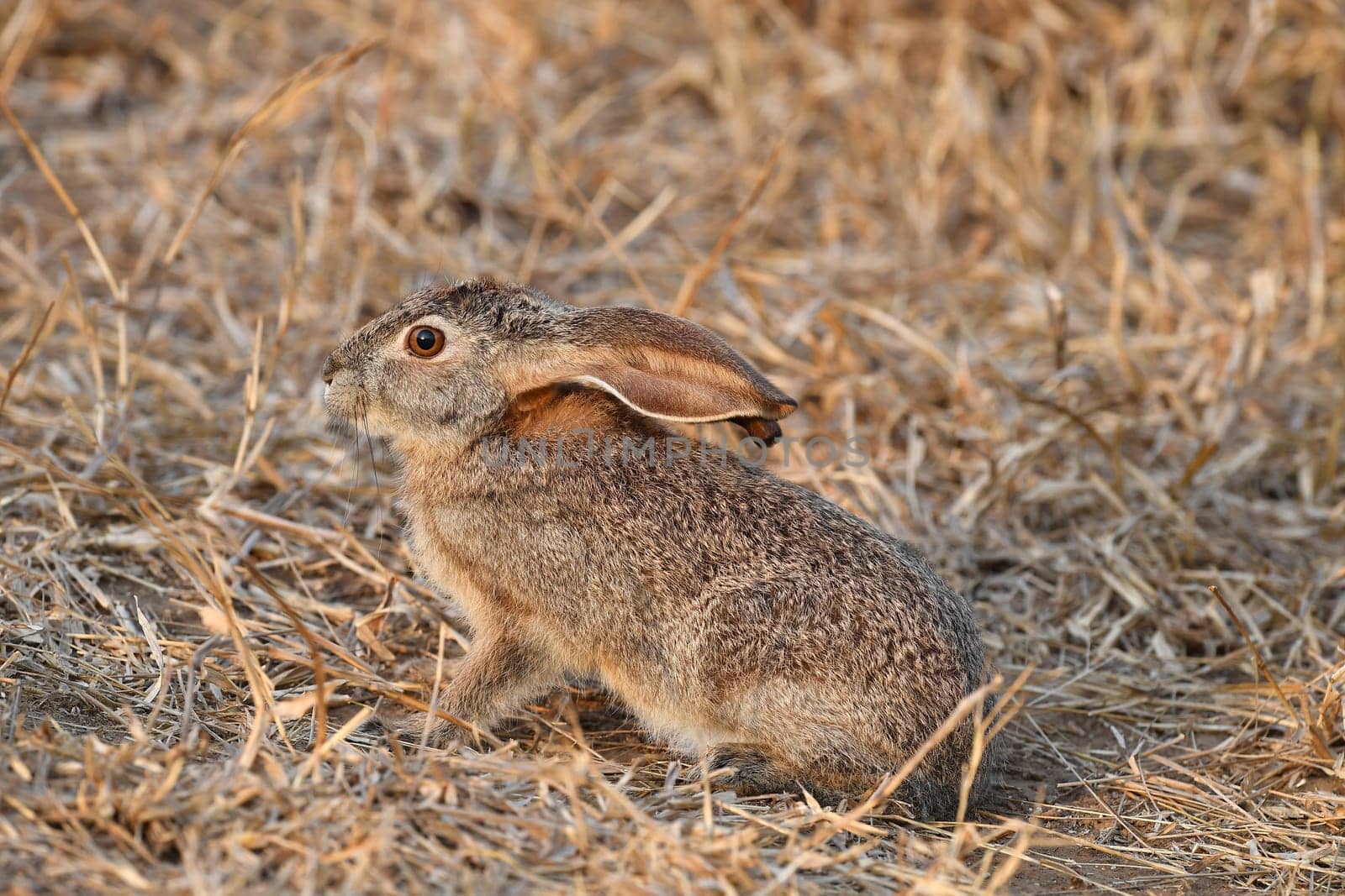 freightened hare in kruger park by AndreaIzzotti
