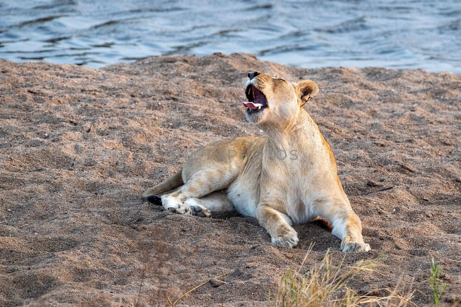 female lion roarig in kruger park south africa by AndreaIzzotti