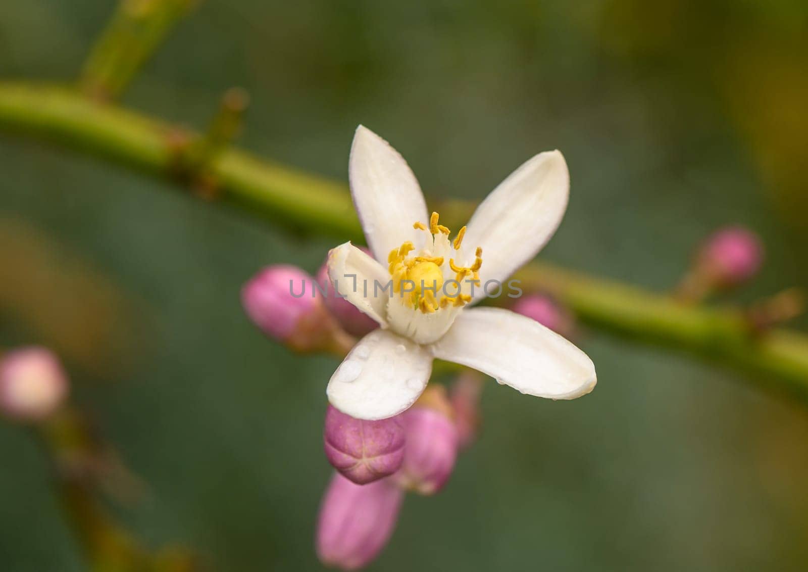 Bunch of lemon blossom flowers on tree. 1