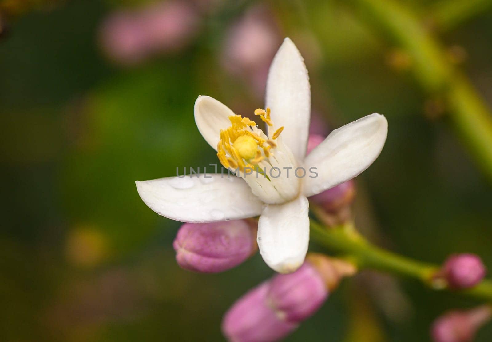 lemon; flowers, leaves and buds, Citrus limon, 1