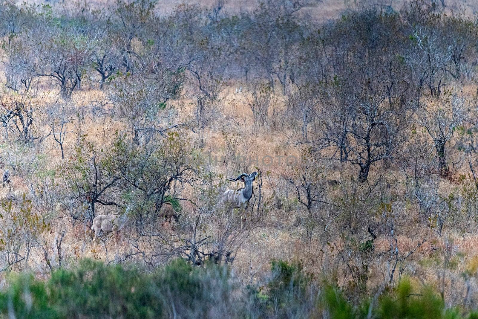 Kudu in kruger park south africa